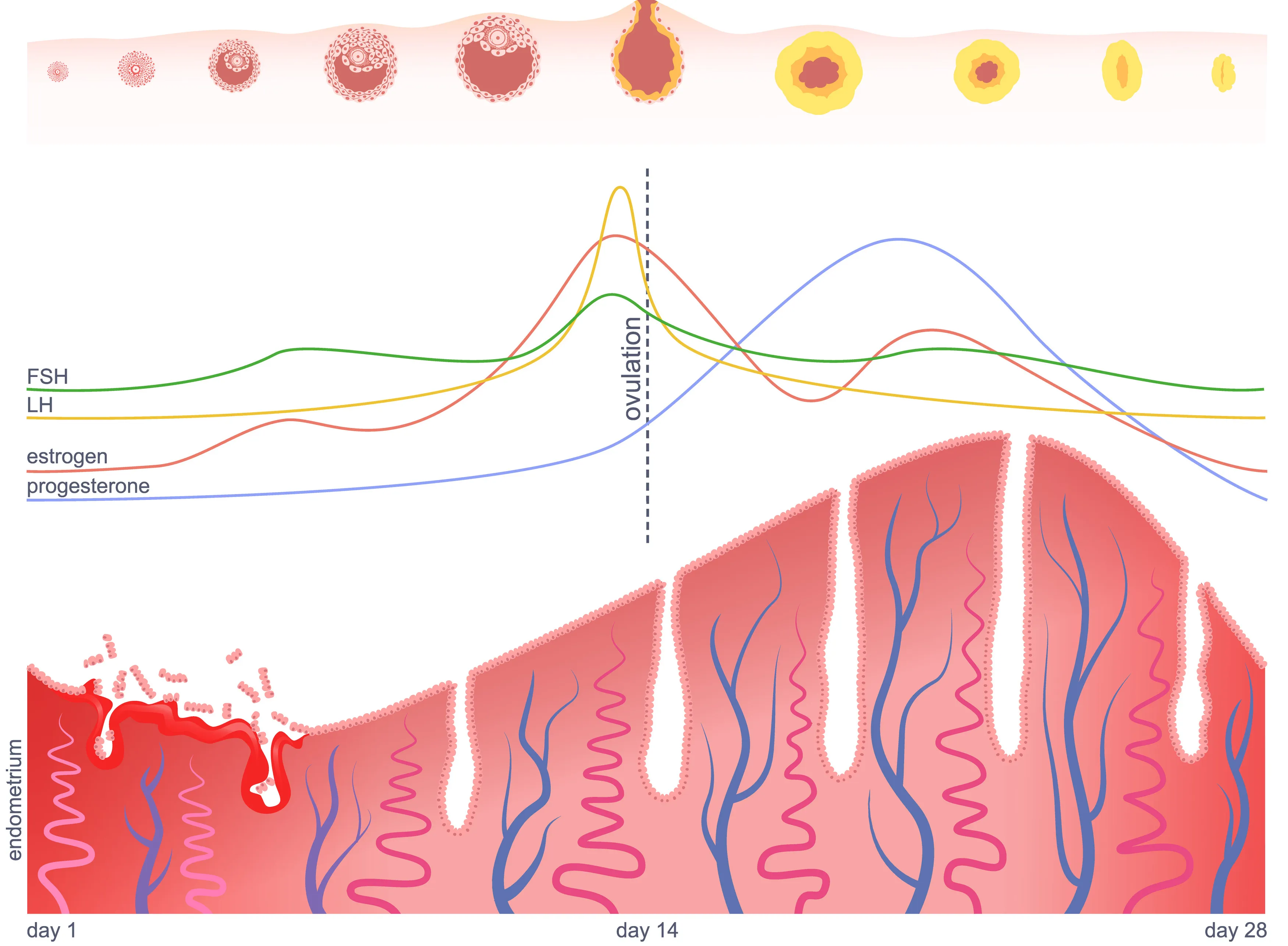 Understanding the Menstrual Cycle: the Foundation for Female Fertility